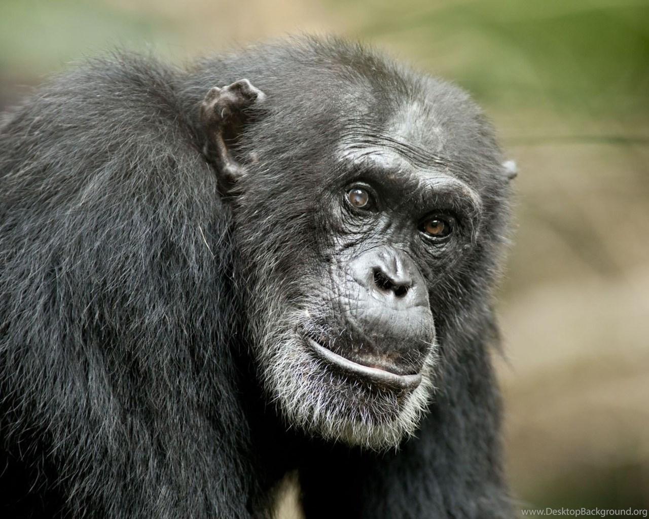 شامپانزه معمولی (Chimpanzee)