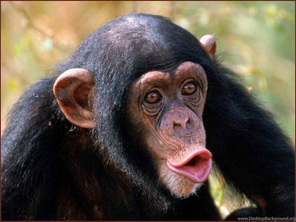 شامپانزه معمولی (Chimpanzee)