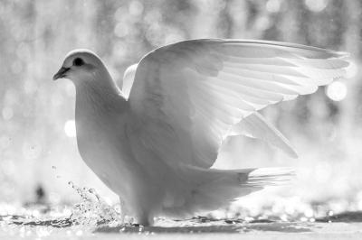 تصویر شماره 21 از آلبوم تصویر زمینه کبوترها (Columbidae)