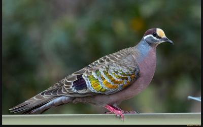 تصویر شماره 20 از آلبوم تصویر زمینه کبوترها (Columbidae)