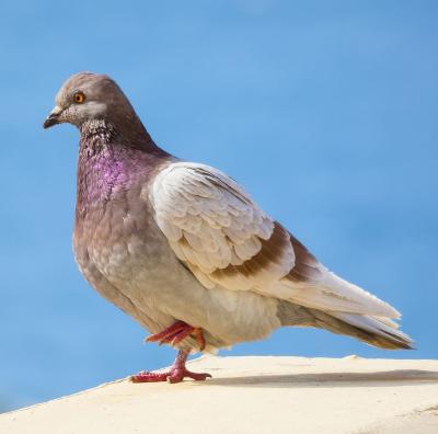 تصویر شماره 15 از آلبوم تصویر زمینه کبوترها (Columbidae)