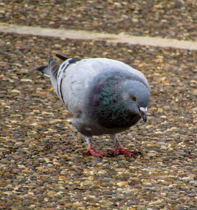 تصویر شماره 8 از آلبوم تصویر زمینه کبوترها (Columbidae)