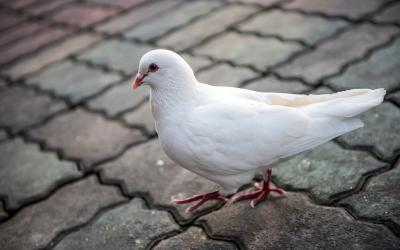 تصویر شماره 1 از آلبوم تصویر زمینه کبوترها (Columbidae)