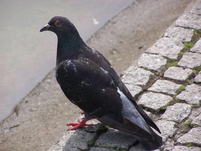 تصویر شماره 17 از آلبوم تصویر زمینه کبوترها (Columbidae)