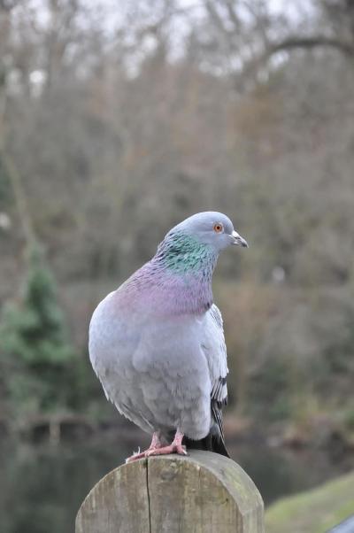 تصویر شماره 25 از آلبوم تصویر زمینه کبوترها (Columbidae)