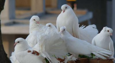 تصویر شماره 3 از آلبوم تصویر زمینه کبوترها (Columbidae)