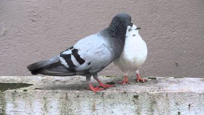 تصویر شماره 23 از آلبوم تصویر زمینه کبوترها (Columbidae)