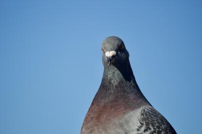 تصویر شماره 24 از آلبوم تصویر زمینه کبوترها (Columbidae)