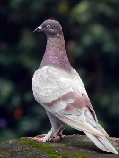 تصویر شماره 18 از آلبوم تصویر زمینه کبوترها (Columbidae)