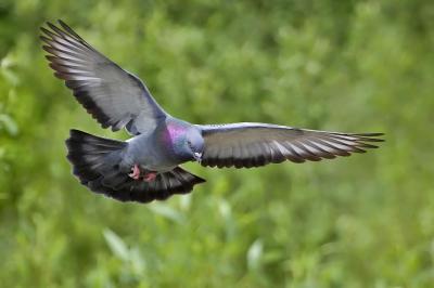 تصویر شماره 19 از آلبوم تصویر زمینه کبوترها (Columbidae)