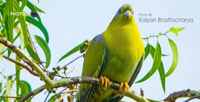 تصویر شماره 16 از آلبوم تصویر زمینه کبوترها (Columbidae)