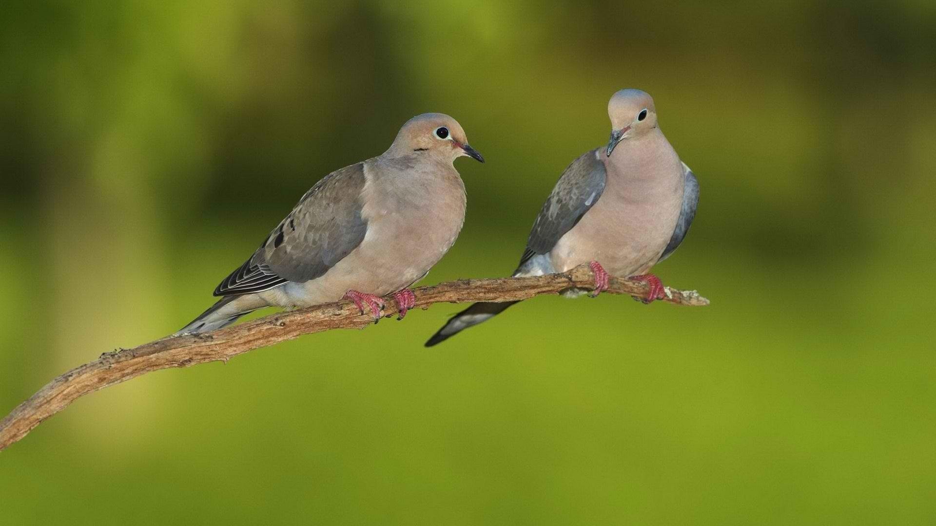 کبوترها (Columbidae)