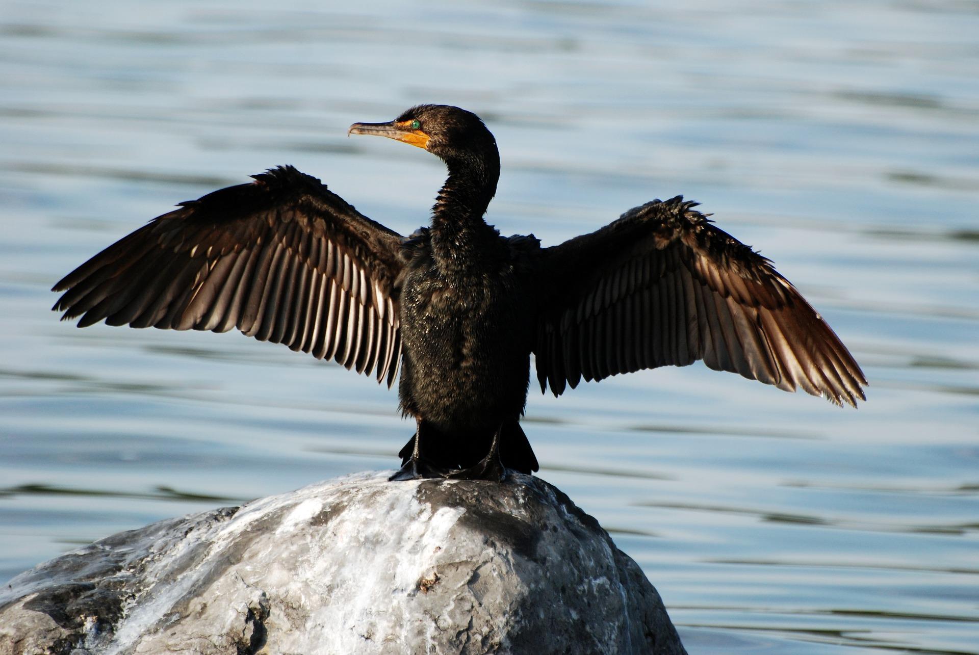 باکلان (Cormorants)