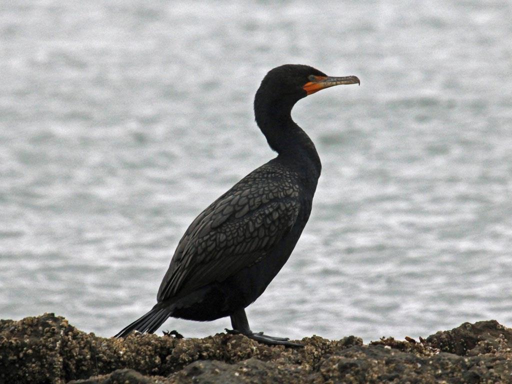باکلان (Cormorants)