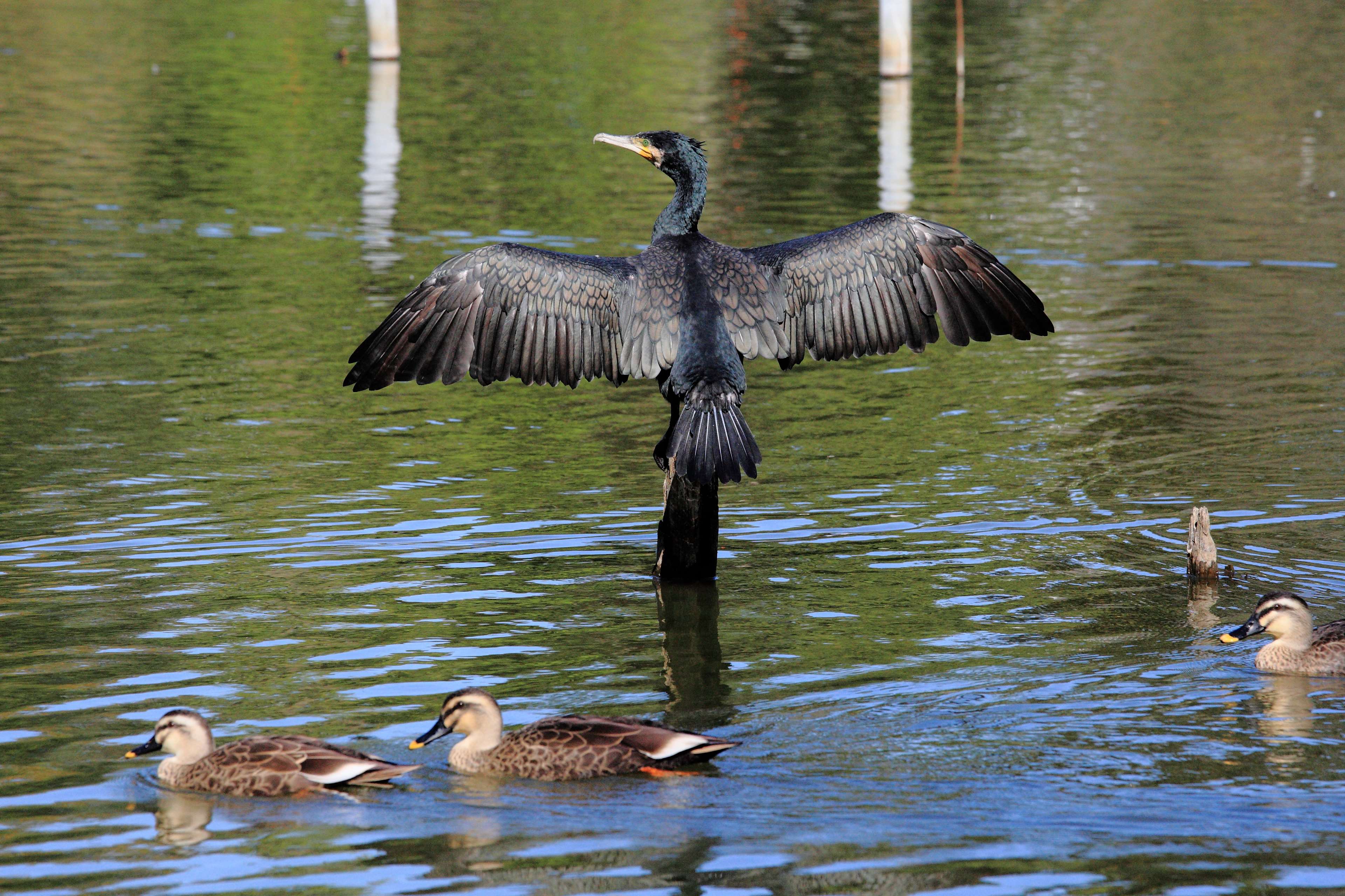 باکلان (Cormorants)