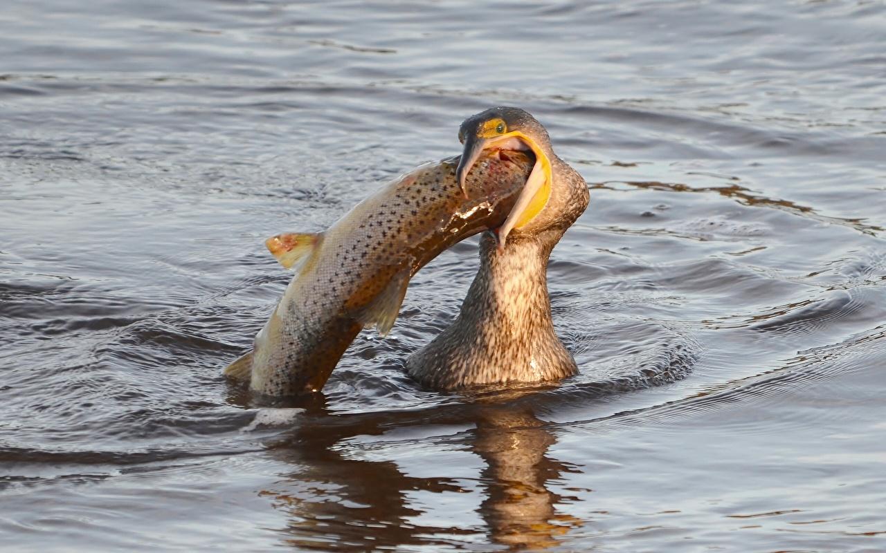 باکلان (Cormorants)